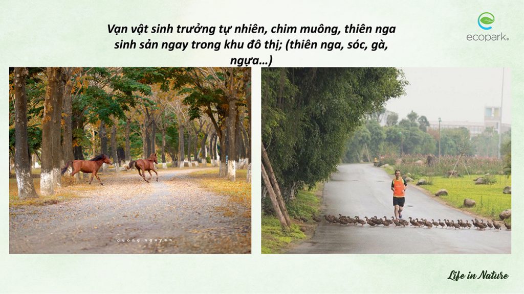 Khu đô thị Ecopark mùa xuân
