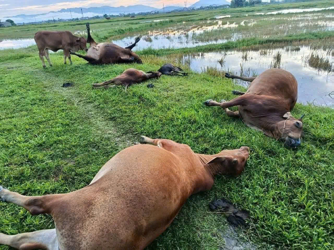 Ngăn lưới kéo trượt trong tủ quần áo