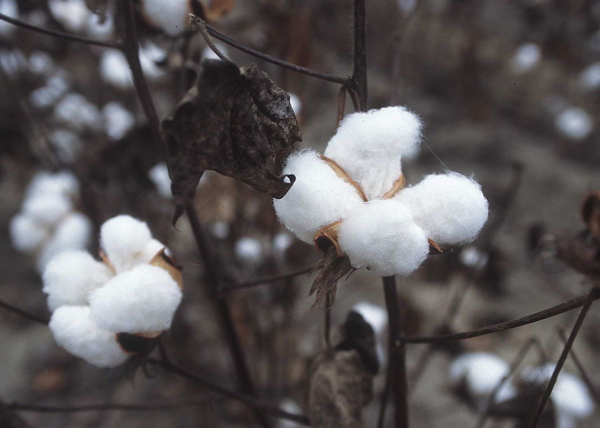 Cây bông cotton dưới ánh sáng tự nhiên