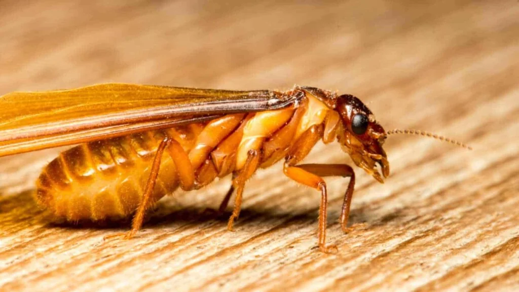 Mối liên hệ giữa CMA và bất động sản