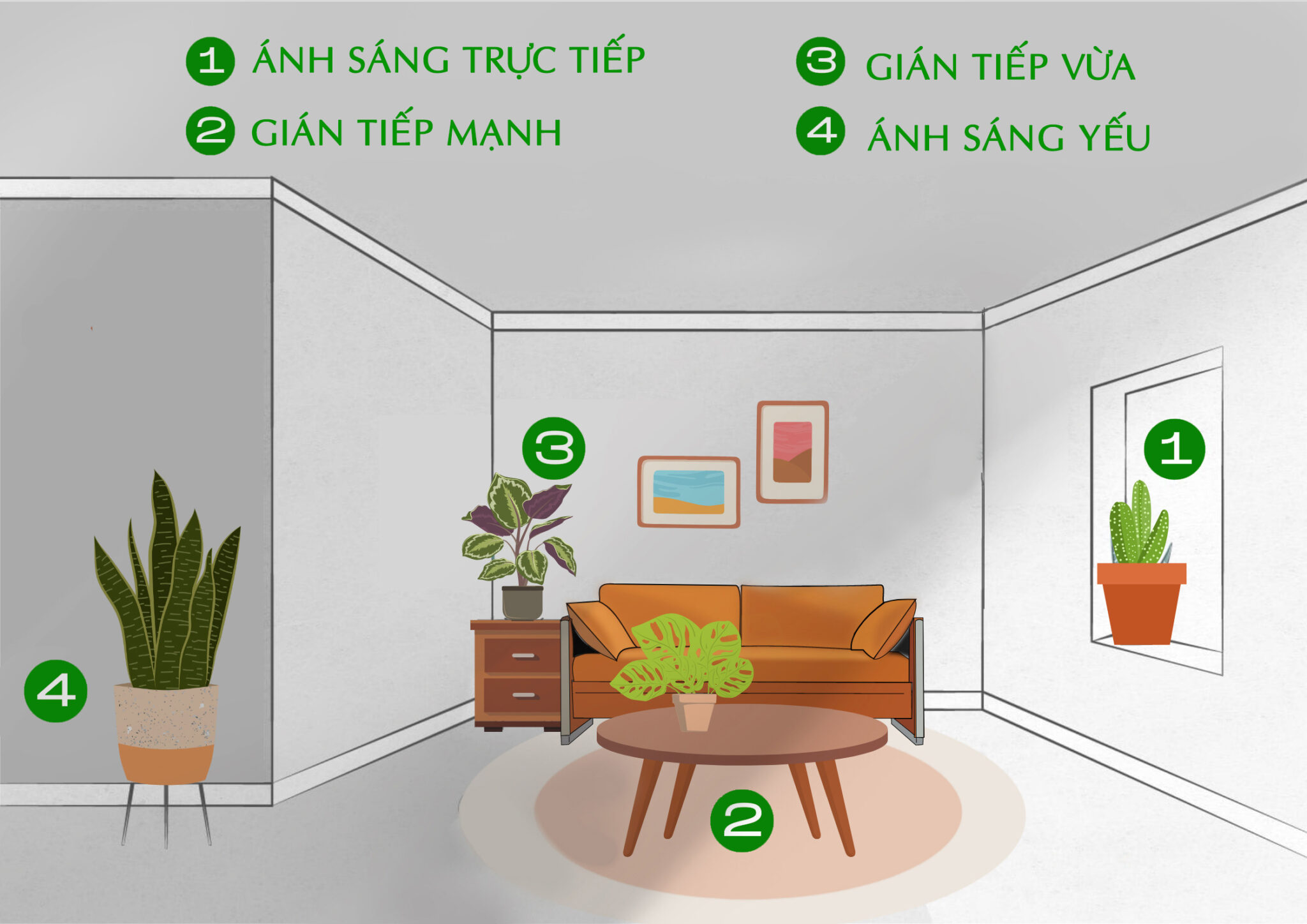 Cây hợp ánh sáng