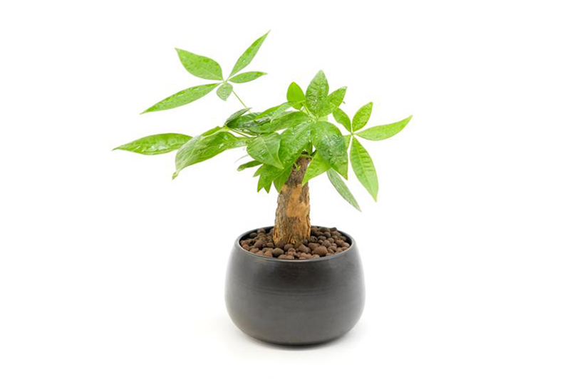 Cây kim ngân để bàn làm việc