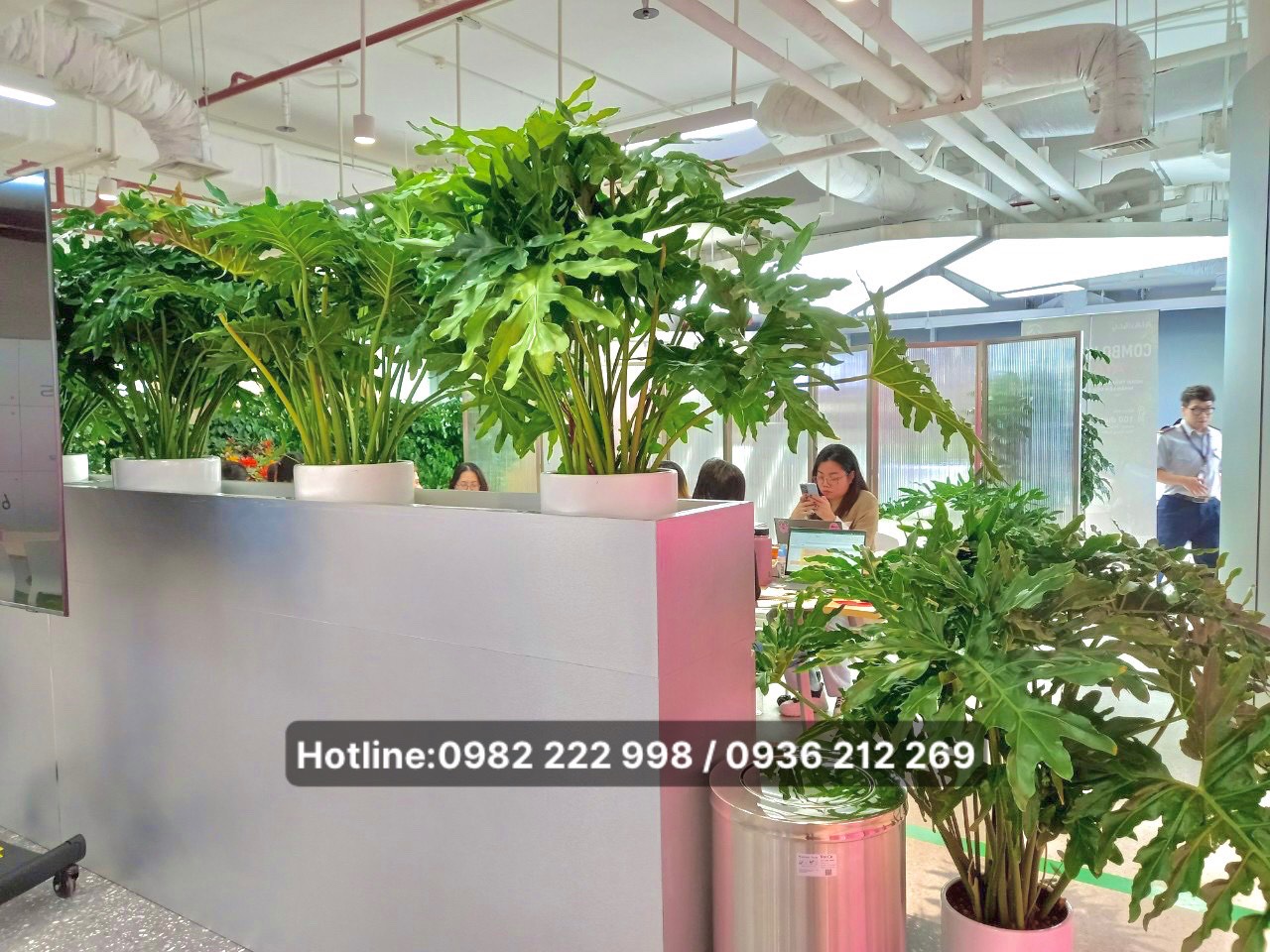 Cây xanh trang trí văn phòng giúp cải thiện không khí và tâm lý