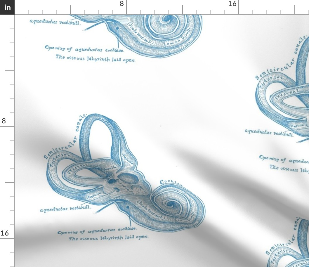 Sơ đồ hệ thống tiền đình tai trong nhận sóng âm thanh