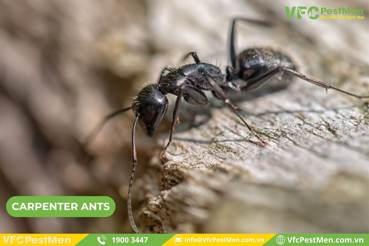 Kiến thợ mộc (Carpenter Ants)