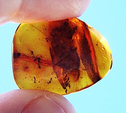 Mẫu hóa thạch kiến tiền sử được bảo tồn nguyên vẹn cấu trúc bên trong khối hổ phách