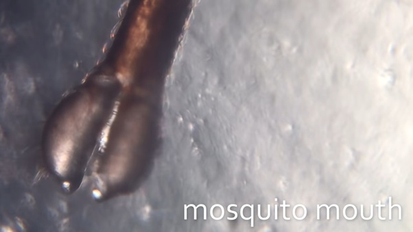 Hình ảnh chi tiết vòi của một con muỗi được chụp qua thấu kính phóng đại của Foldscope
