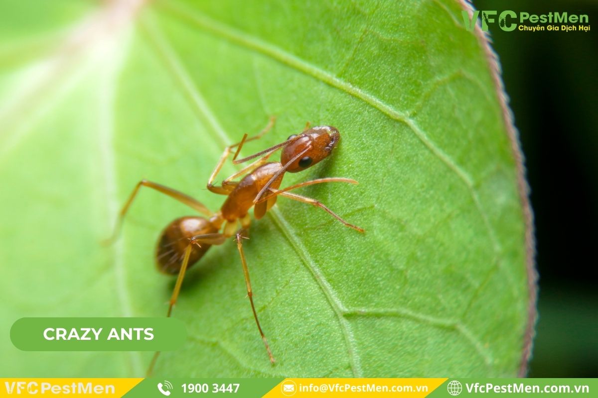 Kiến điên (Crazy Ants)
