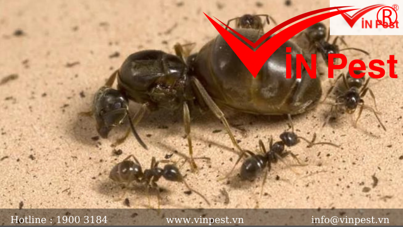 Kiến đực và vòng đời sau giao phối