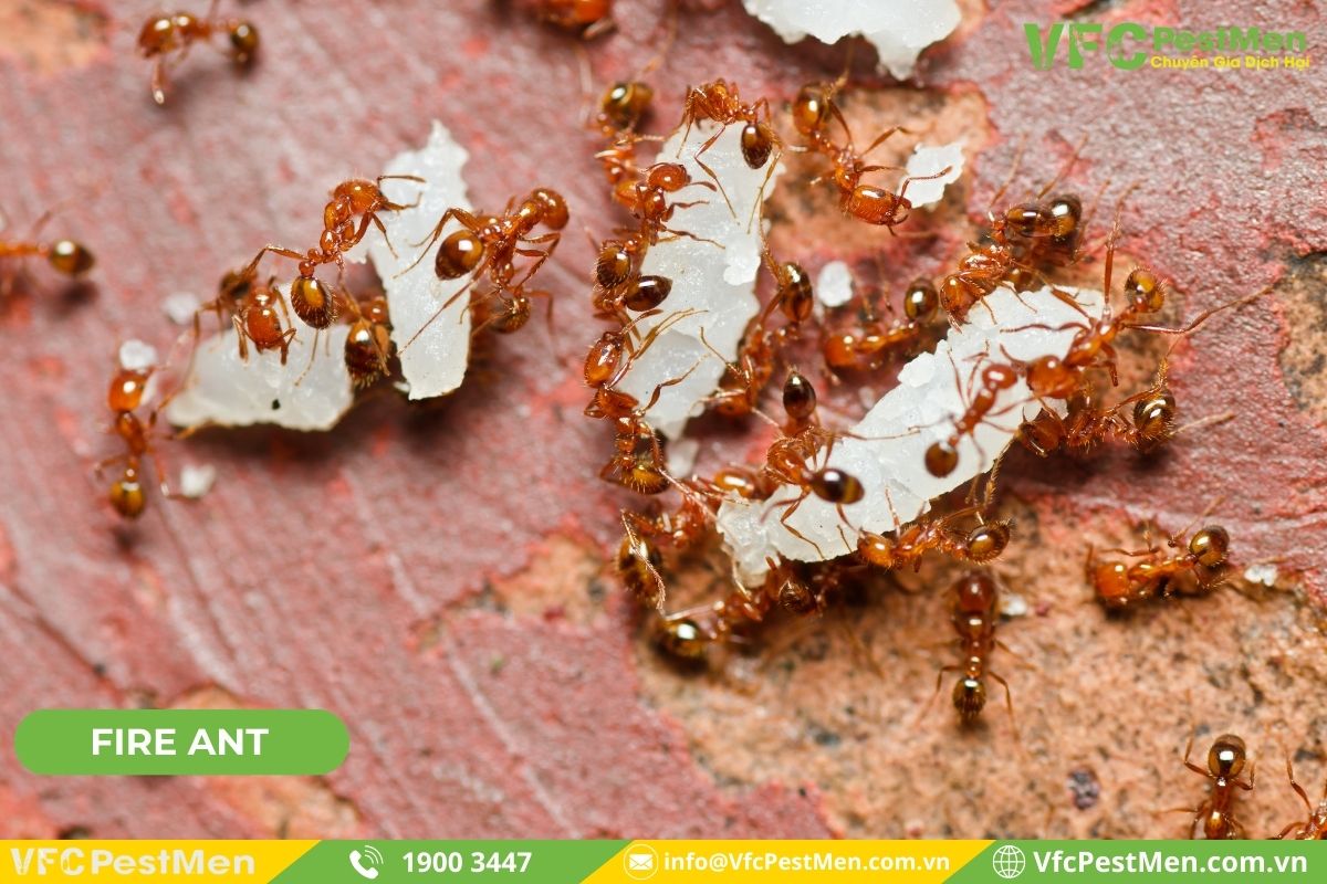 Kiến lửa (Fire Ants)