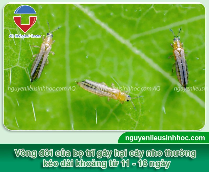 Kiểm tra tiến bộ ghi nhớ