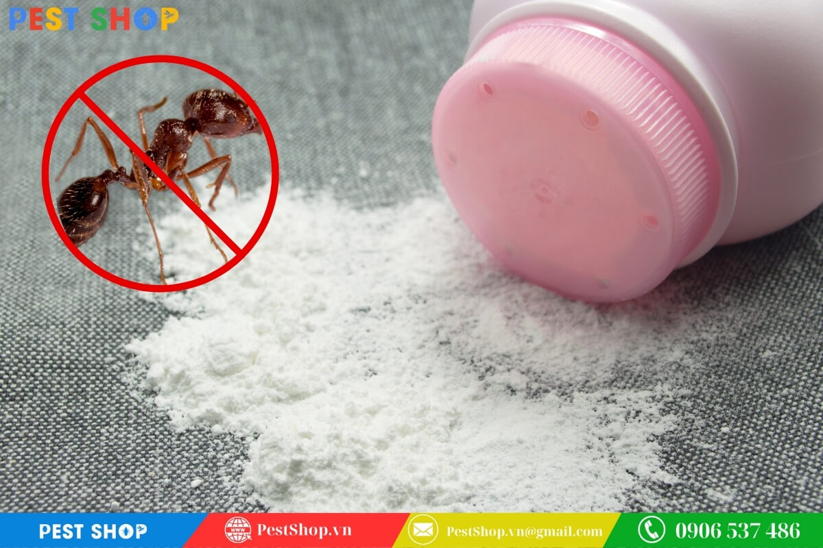 Rắc phấn rôm tạo rào cản vật lý làm tắc nghẽn hệ hô hấp của kiến
