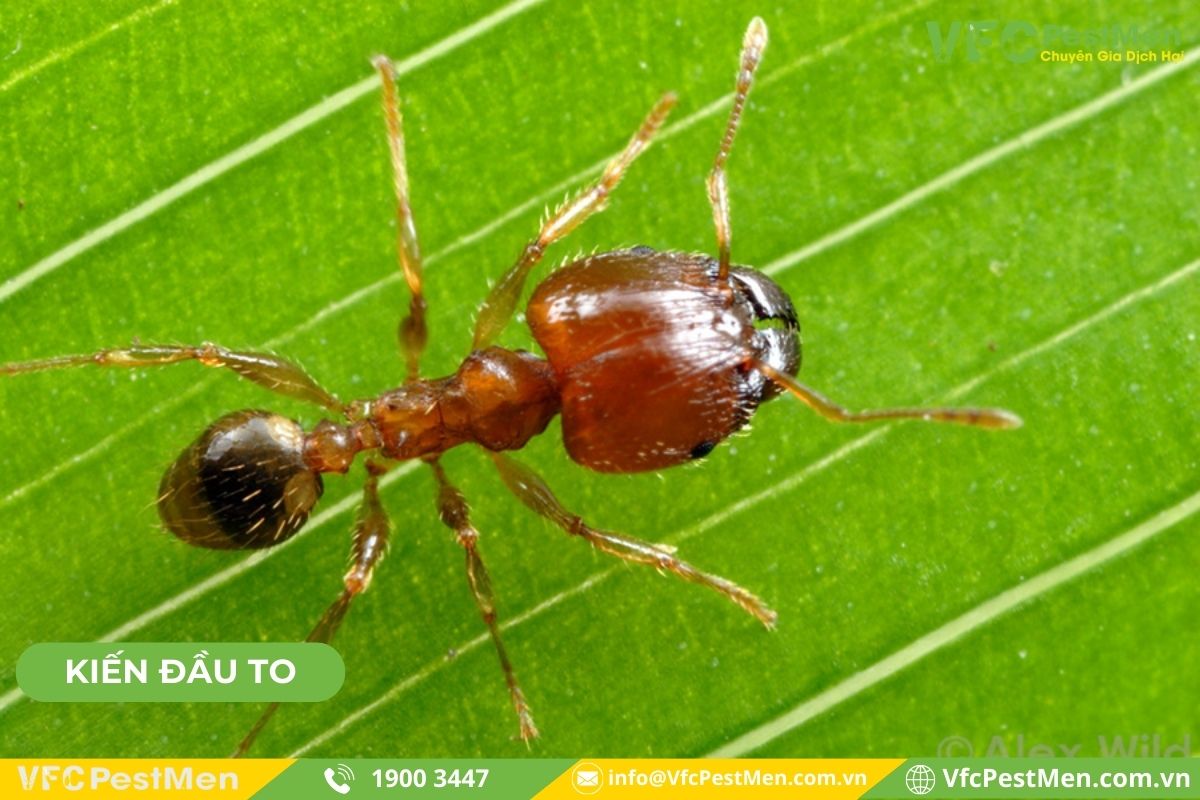 Kiến đầu to ( Big-headed Ant)