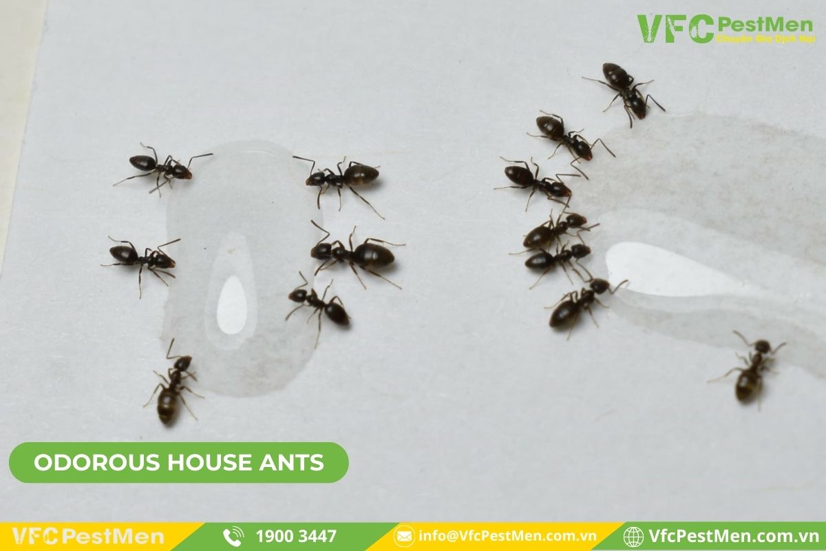 Kiến nhà Odorous (Odorous House Ants)