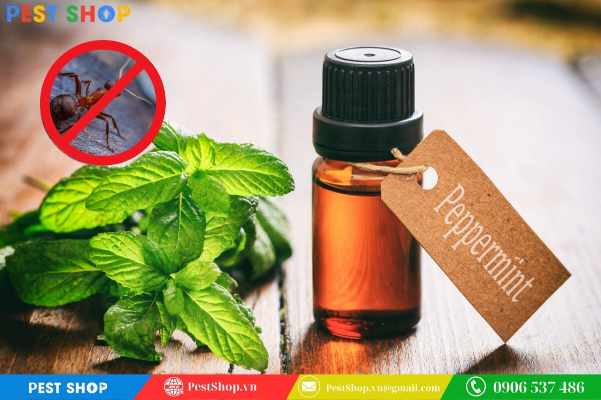 Sử dụng tinh dầu bạc hà để làm nhiễu loạn hệ thống định vị khứu giác của loài kiến