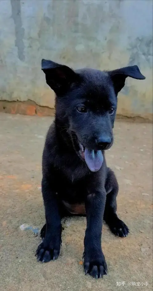 Chó Ngũ Hắc là cách gọi dân gian cho chó có nhiều bộ phận màu đen