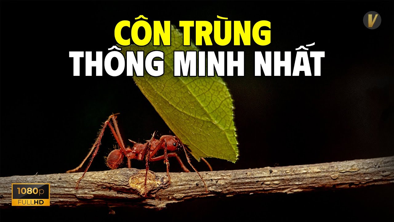 Kiến cắt lá mang mảng lá về tổ
