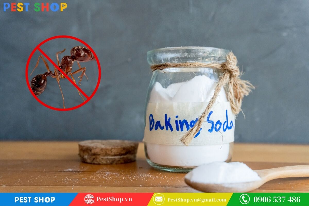 Baking soda kết hợp với đường tạo ra phản ứng phá vỡ nội tạng kiến từ bên trong