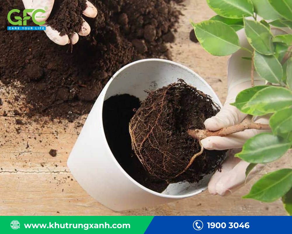 Kiến đen trên bề mặt cây trong tự nhiên