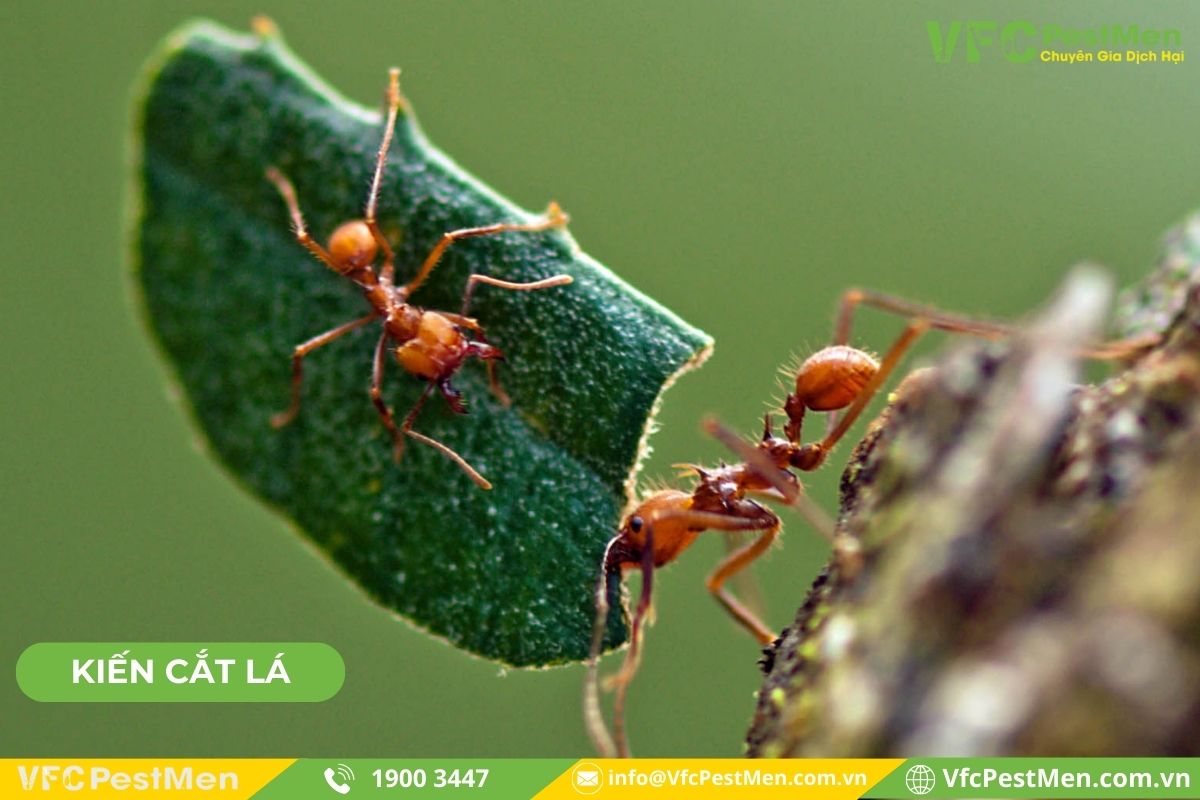 Kiến cắt lá