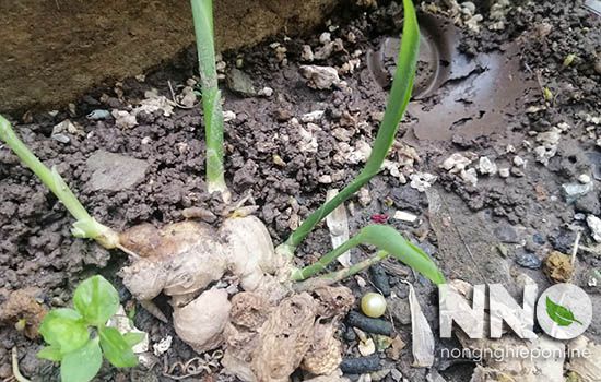 Cách chăm gừng trong nhà