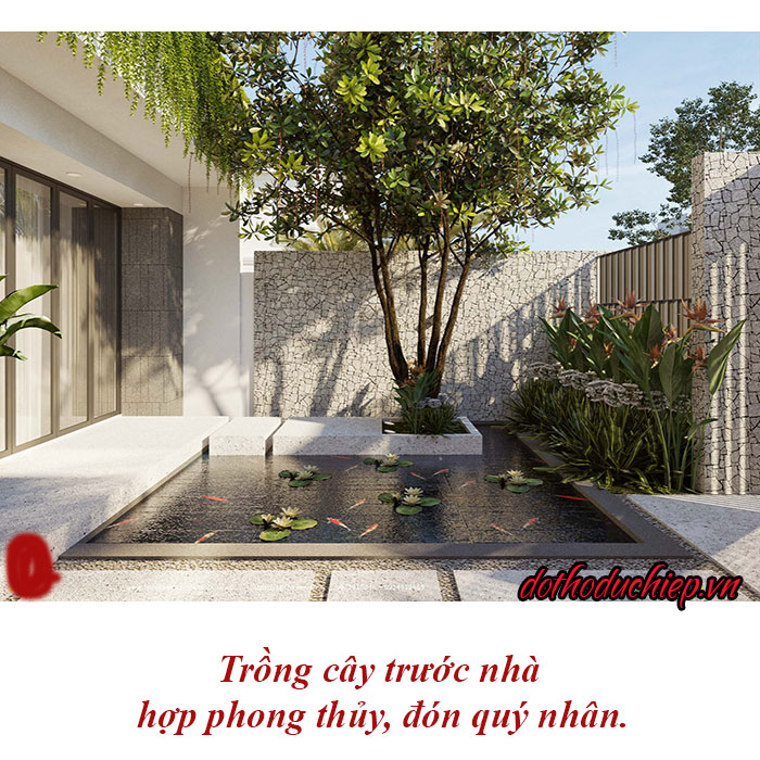 Cây hợp trước cửa nhà