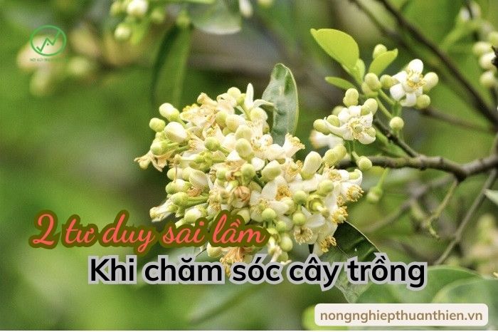 Cây trồng sai vị trí