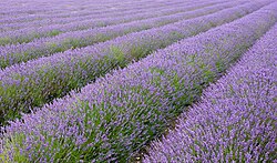 Lavender nở thành thảm tím trên cánh đồng, thể hiện sức hút của loài hoa này trong cảnh quan và du lịch