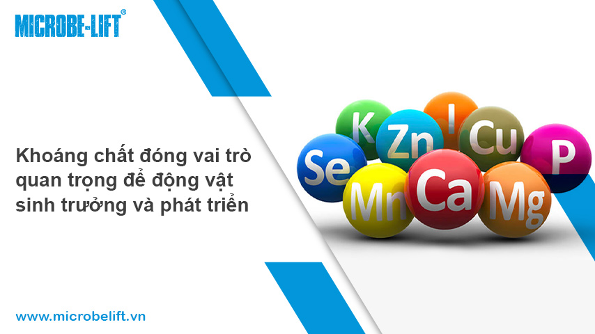 Kết hợp khoáng chất và tảo biển
