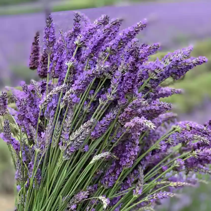 Lavender và các ứng dụng trong làm đẹp