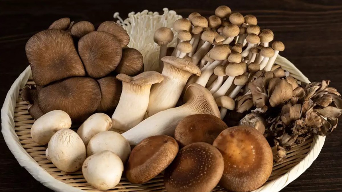 Nấm mycelium sản xuất vải bền vững