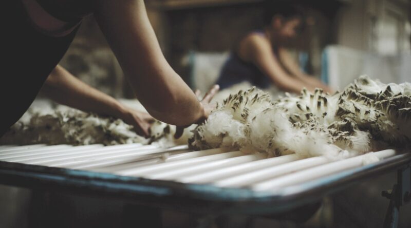Vải len merino và cashmere chất lượng cao