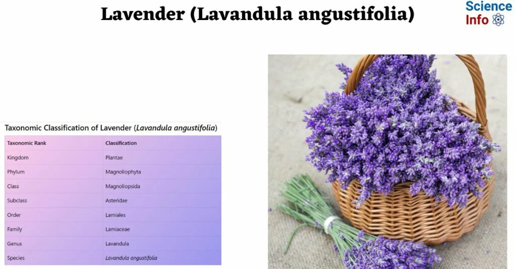Lavender (Lavandula angustifolia)