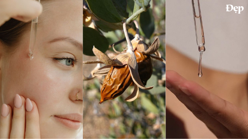 Dầu jojoba cho da mụn và kiểm soát dầu