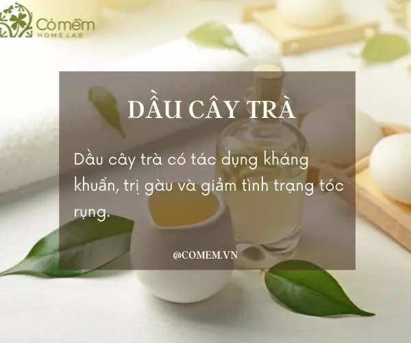 Dầu cây trà giúp trị gàu và kháng viêm cho da đầu khỏe mạnh