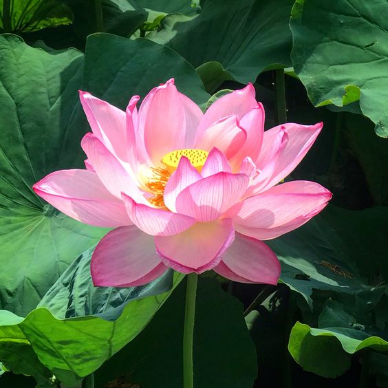 Trang trí gia tiên hoa sen hồng thanh lịch