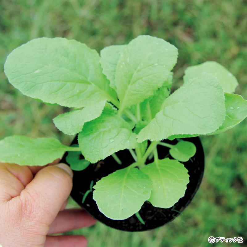 Chăm sóc và trồng cây nhỏ trang trí tiệc cưới