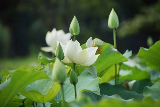 Trang trí gia tiên hoa sen trắng thuần khiết