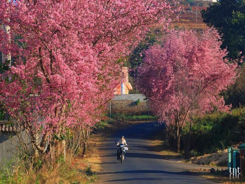 Hoa trang trí thảm đỏ cưới