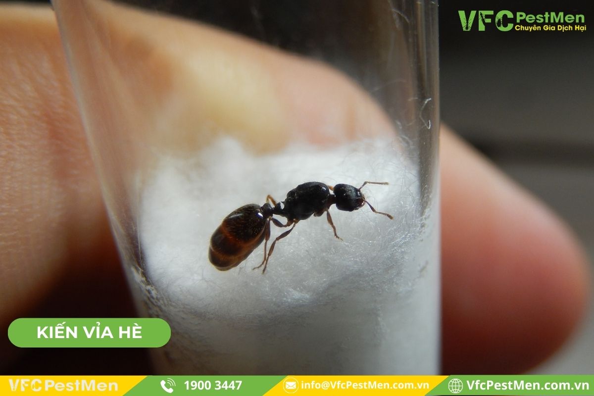 Kiến vỉa hè