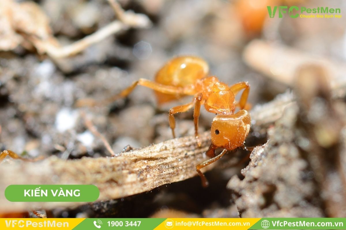 Kiến vàng Oecophylla
