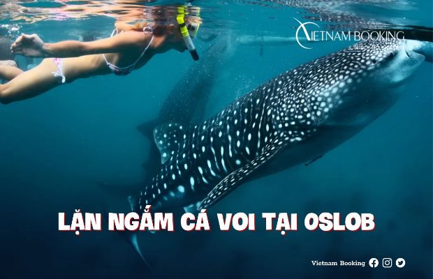 Lặn ngắm cá mập voi