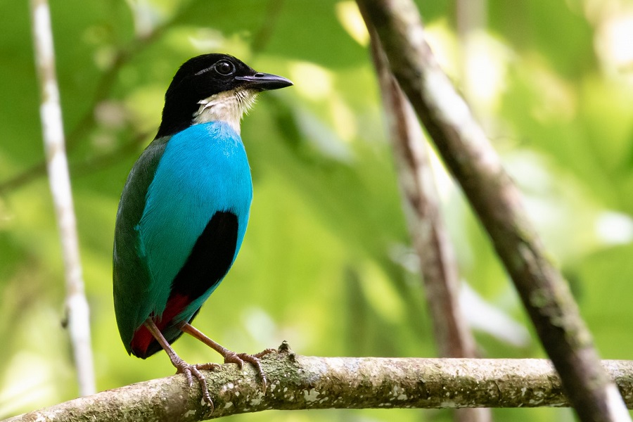 Đa dạng loài chim tại Northern Palawan, Philippines