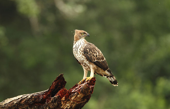Chim tại Vườn quốc gia Wilpattu, Sri Lanka