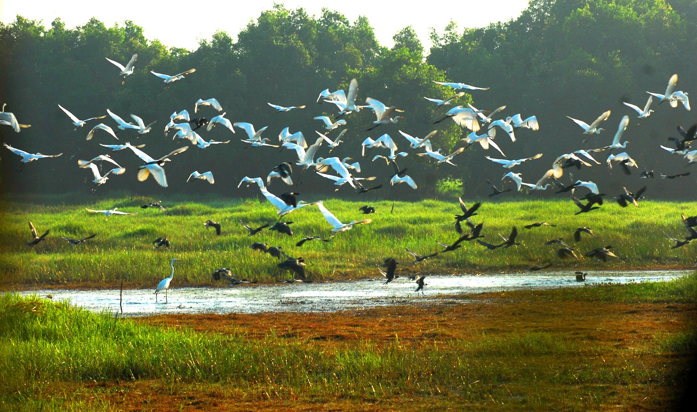 Tràm Chim mùa nước lên