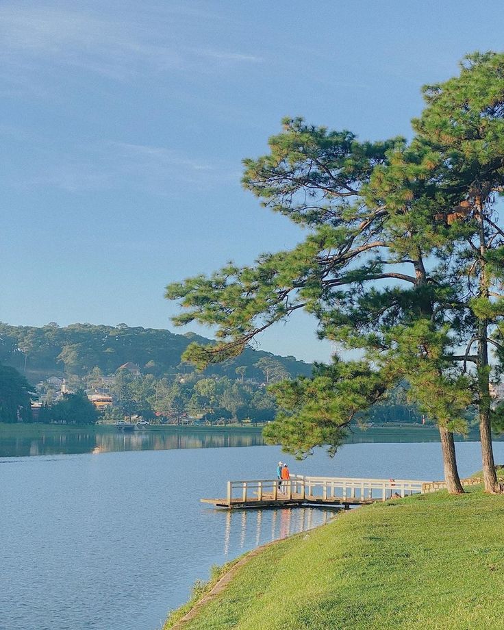 Sương sớm Đà Lạt trên đồi