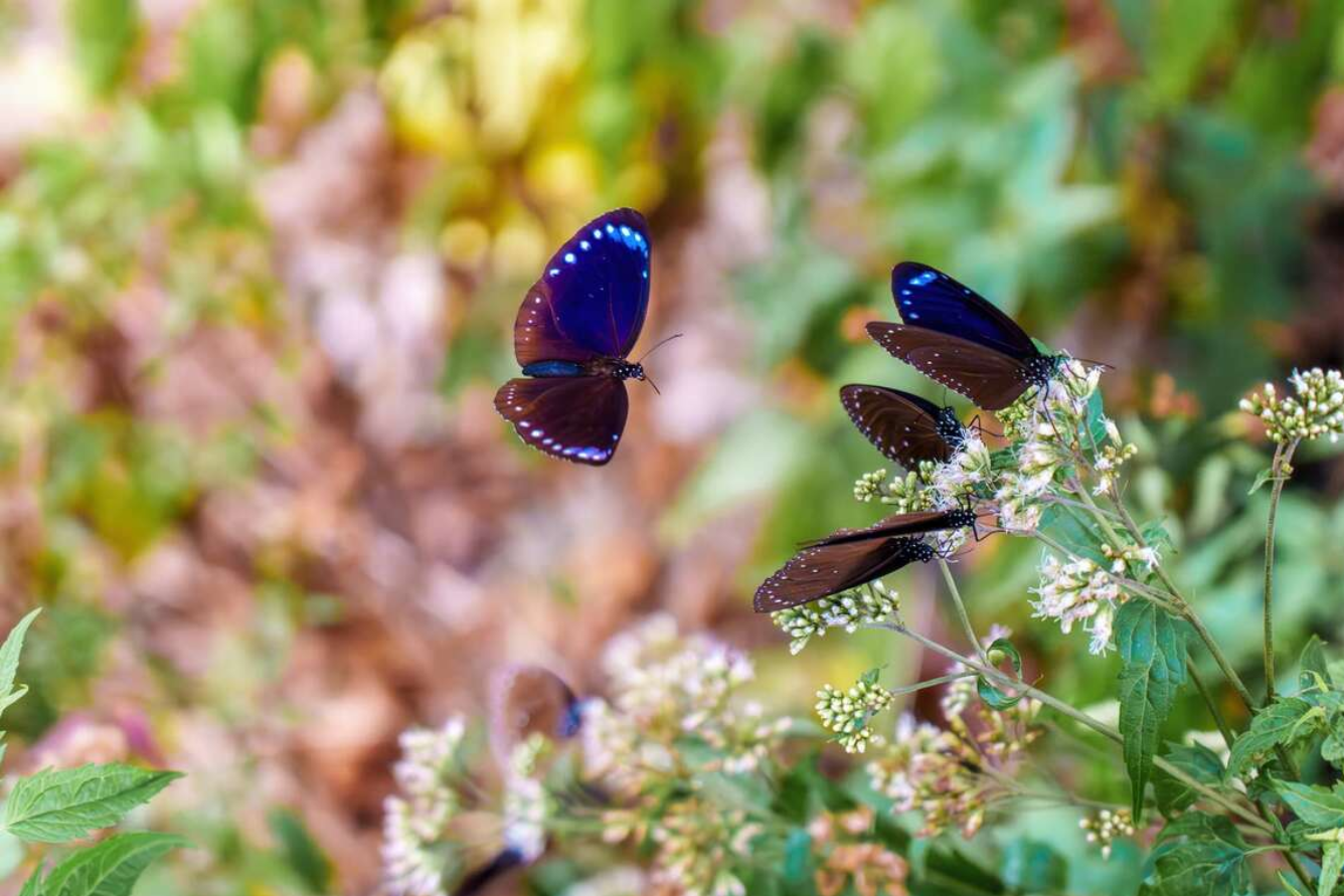 Bướm quạ tím Maolin