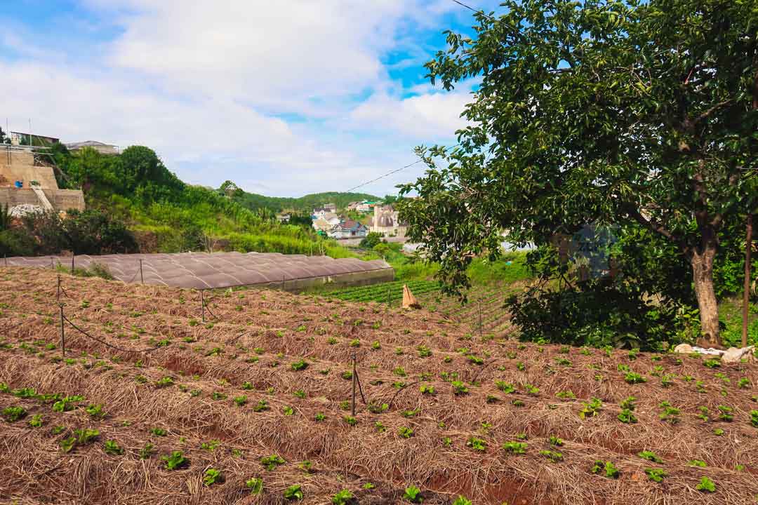 Vườn dâu tham quan ở Đà Lạt