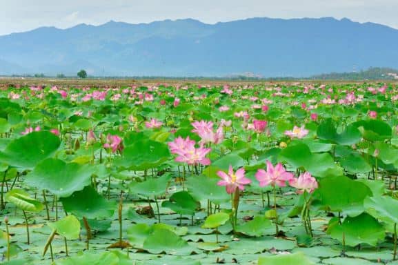 Cánh đồng sen Đồng Tháp
