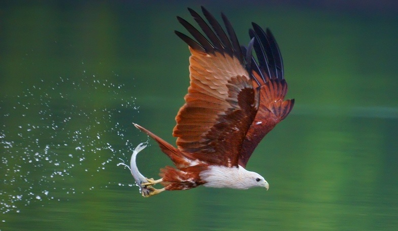 Chim bói cá tại Langkawi, Malaysia